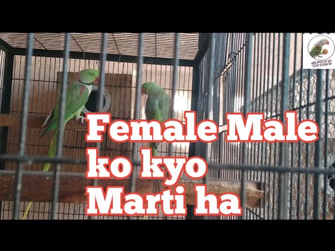 Female male ko kyo marti ha and how to handle it (HBL and KA)