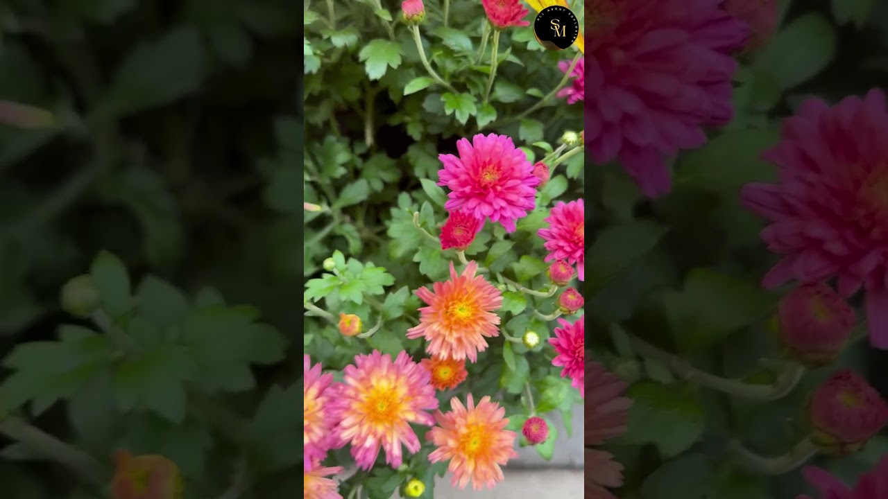 Garden Mums #shortsviral #flowers #shorts