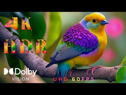 Animals of Asia Dolby Vision™ 4K HDR 60FPS - Scenic Wildlife Film With Calming Music