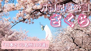 万博記念公園　日本さくら名所100選