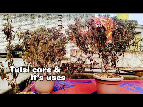 NAVITA HOME GARDEN is live!Tulsi Care, Winter Tips, Fayde aur Beej se Ugana | Complete Guide