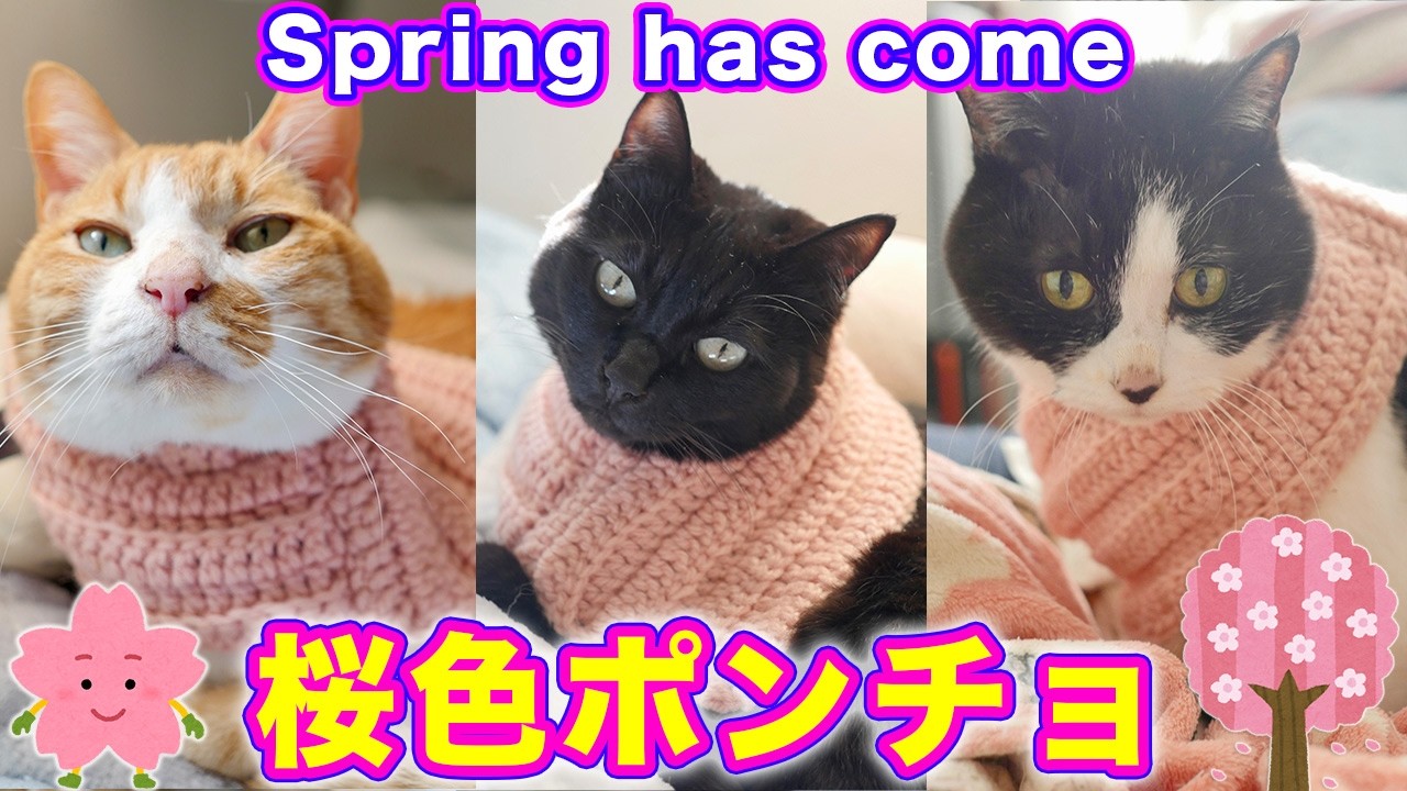 2026ｰ03−15  保護猫たちの「ほっこり猫ライブ」ハッチ＆マック＋黒猫めめ＋がんサバイバーママ Cat live Stream in Japan -Cat Life TV