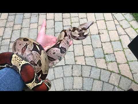 A basic tidbit about boa constrictor behavior and handling