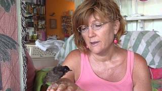 WILD BIRD REHAB  TUTORIAL   FOUND A BABY BIRD   HELP
