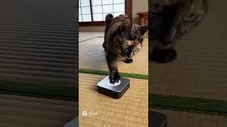 猫と透明化ボタン(sora2生成動画)