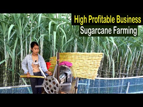 , title : 'Sugarcane Farming Business Plan - How to Grow Sugarcane Step by Step - Business Ideas Farming'