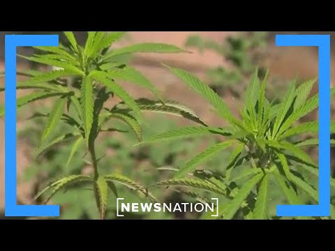 'No-go' zones: Cartel-run illegal marijuana operations on US soil | Elizabeth Vargas Reports
