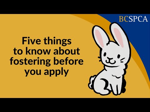 Foster Care Volunteer Program - BC SPCA