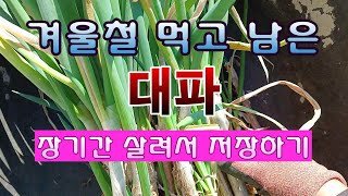 [텃밭농부 1,754]  봄에 심어서 먹다 남은 대파를 살려서 오래 저장하는 방법. #대파재배 #대파저장.