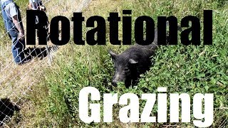 Our First Breeding Pair of American Guinea Hogs! Ep. 12