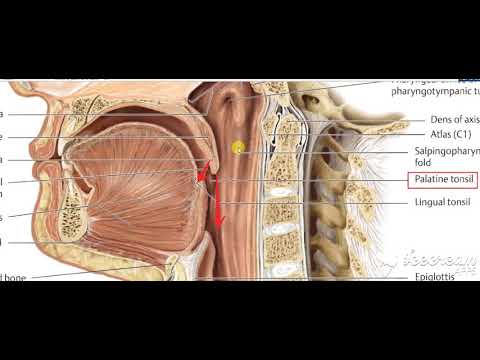 Oropharynx Interior 3