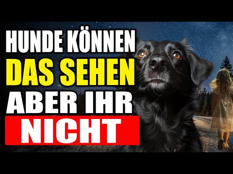 16 VERBLÜFFENDE Dinge, die NUR HUNDE sehen und hören