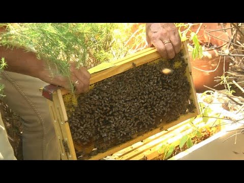 , title : 'גידול דבורים בבית'
