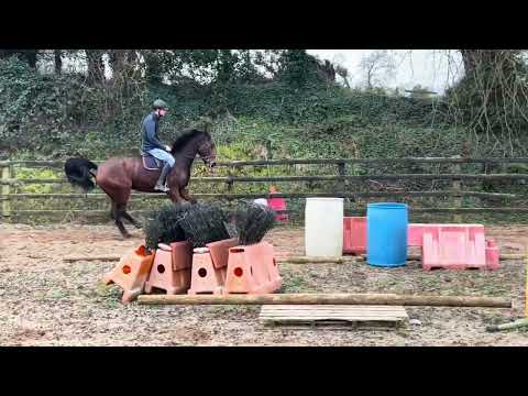 4yr Sibon W Gelding - Image 2