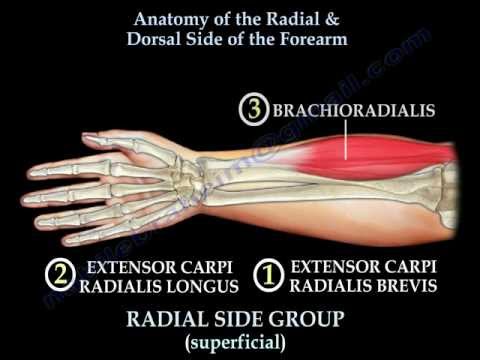 Anatomy Of The Radial & Dorsal Forearm Part 2 - Everything You Need To Know - Dr. Nabil Ebraheim