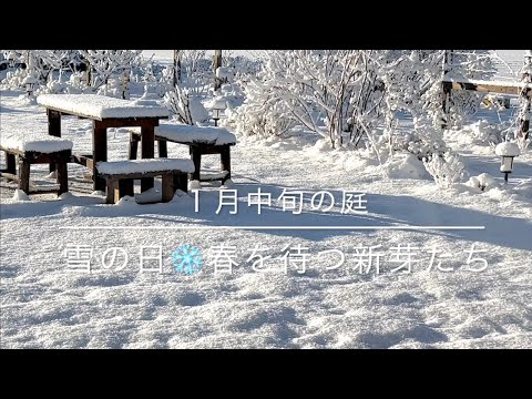 庭にはちょうどいい雪が降りました