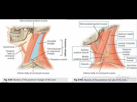 posterior triangle muscles