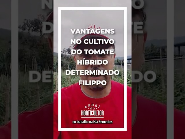 Tomate Filippo: Resiliência e Alto Padrão na Lavoura #Tomate #Agricultura #DiretoDoCampo