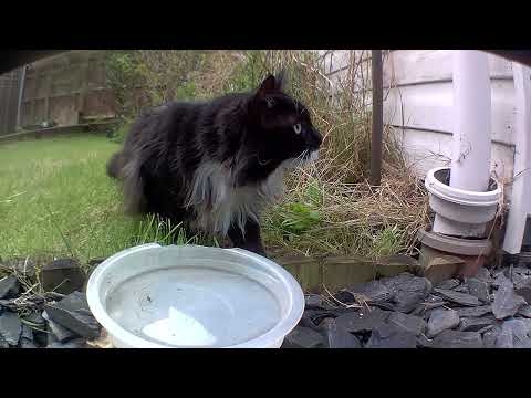 Cats chores - Mr. Darcy, tuxedo cat feat Heri and Grigio