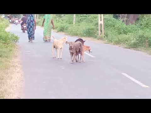 desi dog mating 😱/रोड़ पे खुले आम कर रहे हैं mating😱/एक के साथ दूसरा 😨
