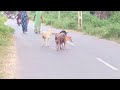 Desi Dog Mating रोड़ पे खुले आम कर रहे हैं Mating एक क