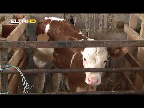 BL HRONIKA 28 07 20- ZELJKO BUDISA IZ PRIJECANA