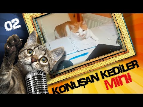 Konuşan Kediler Mini 2 - En Komik Kedi Videoları