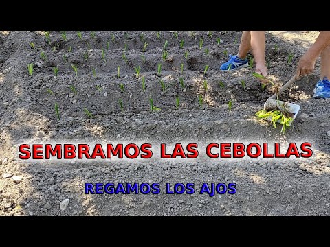 Sembramos las cebollas y regamos los ajos, el huerto crece.