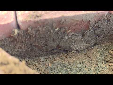 Subterranean Termites Border Home in Rumson,...