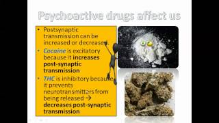 Neurotransmitters and Synapses E.4 IB Biology