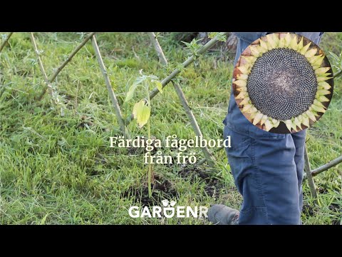 Plantera fågelbord med ett frö - Trädgårdshacks med GardenR