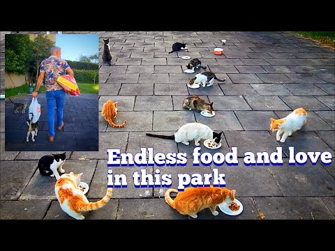 Welcome to the cat park, my friend.@KittenStreet