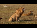 Funny Lion Laugh Video Clip Ha Ha Ha Ha