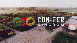 Conifer Kingdom - Dwarf Conifers, Japanese Maples, Ginkgo, Hedges - Specialty Tree Nursery