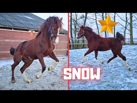 Rising Star gets to play in the snow | Pucky shake! | Friesian Horses