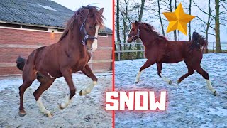 Rising Star gets to play in the snow | Pucky shake! | Friesian Horses