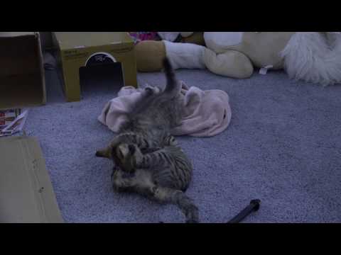 OSFT VLog | January 16th 2017 - Watching Our Foster Cats Play in Jasmine's Room
