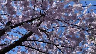 Video thumbnail for Hanami by ValhallaDSP