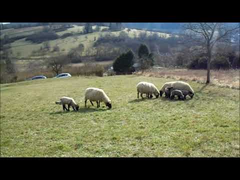 Eine Schafherde im Hüttengebiet Schlauderhell (Bilfingen)/Mama Schaf füttert ihr Baby👍🏻💪🏻😊🐶🐶🐑🐑🐑🍼🌾🌳⛅️