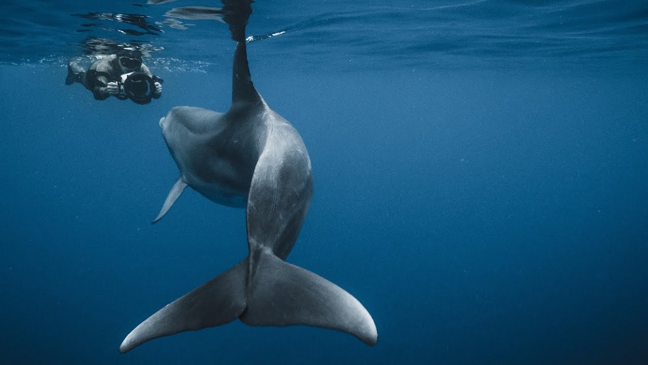 Dolphins of the Red Sea