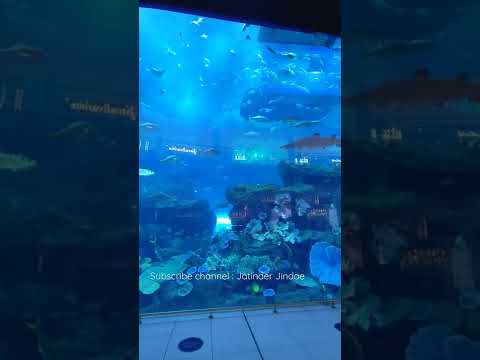 Biggest Aquarium | Underwater Zoo | Blue Sea | Marvel on Earth | Jatinder Jindae #shorts