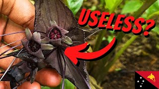 10 Neat Plants I Found in Papua New Guinea (PNG Wrap-Up)