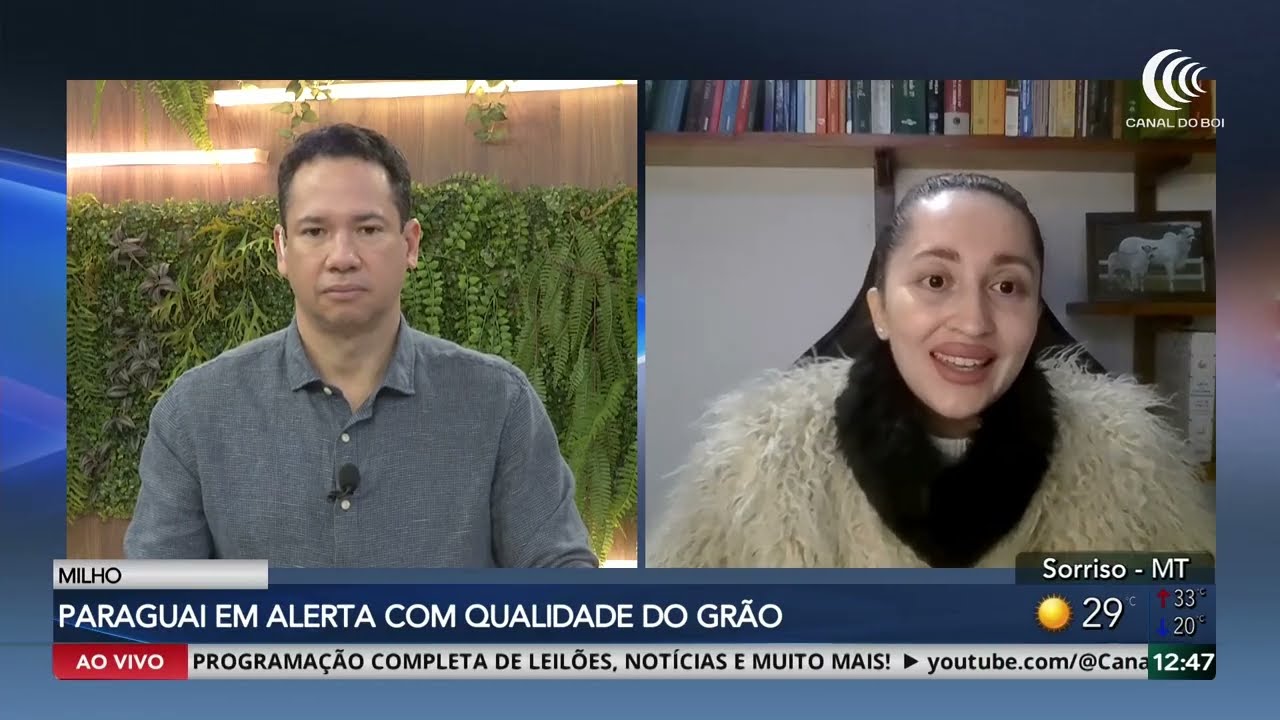 Qualidade do milho preocupa no Paraguai mesmo com safra estável