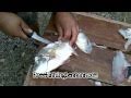 How To Fillet Surf Perch