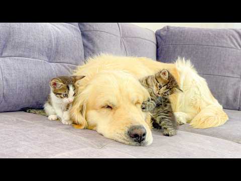 YouTube 썸네일