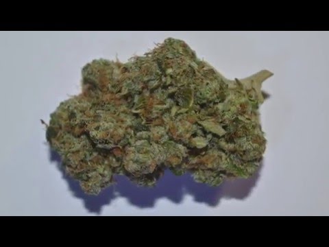 CUSH NUH BUSH by AMAGIDDEON SOULJAHS written and performed by Amagiddeon Souljahs Video by Honey Bee