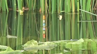 Download lagu Fish Can't Run Out In This Spot mp3 Download lagu Fish Can't Run Out In This Spot mp3