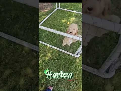 Thumbnail for Harlow's video