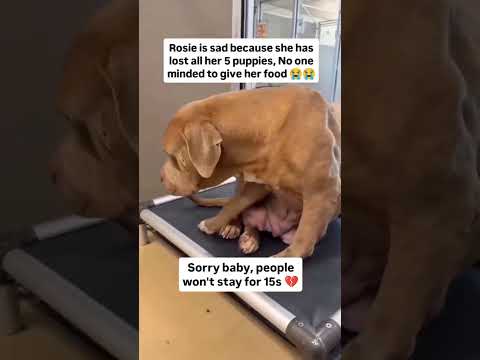 For any help consider donating link in bio to save a stray life in Los Angeles#usashorts#saveladogs