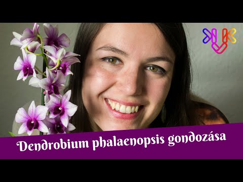 , title : 'Dendrobium phalaenopsis orchidea gondozása és alap tudnivalók'